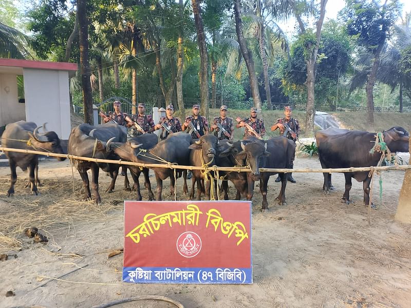 কুষ্টিয়ায় বিজিবির অভিযানে জব্দ করা ভারতীয় মহিষ