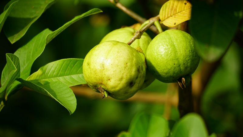 উপমহাদেশের চিকিৎসাশাস্ত্র অনুযায়ী, পেয়ারাপাতা বিভিন্ন রোগে খুব কার্যকর ওষুধ