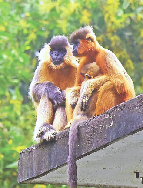 টাঙ্গাইলের মধুপুরে একটি মুখপোড়া হনুমান পরিবার। সম্প্রতি তোলা