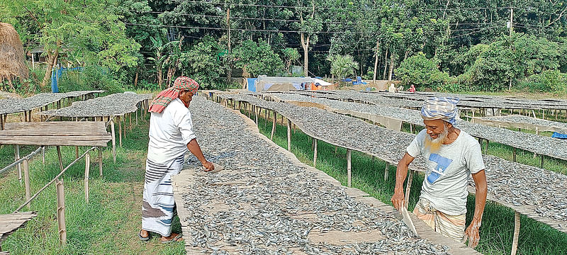 শুঁটকিখোলায় শুঁটকি শুকানোর ব্যস্ততার এই চিত্র পাবনার বেড়া উপজেলার জয়নগর গ্রামে। সম্প্রতি তোলা ছবি