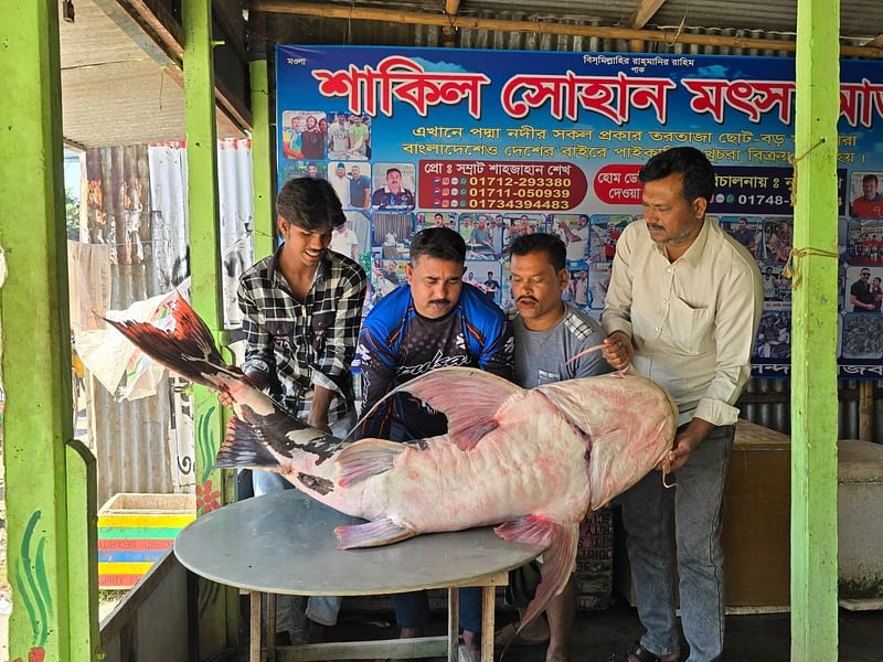 পদ্মা নদী থেকে শিকার করার পর বাগাড়টি রাজবাড়ীর গোয়ালন্দের দৌলতদিয়া ফেরিঘাটে এক ব্যবসায়ীর আড়তে নেওয়া হয়। গতকাল রোববার তোলা