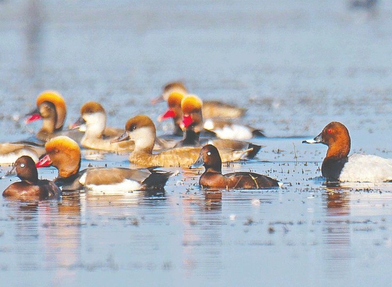 রাঙামুড়ি হাঁসের ঝাঁক। সুনামগঞ্জের টাঙ্গুয়ার হাওরে