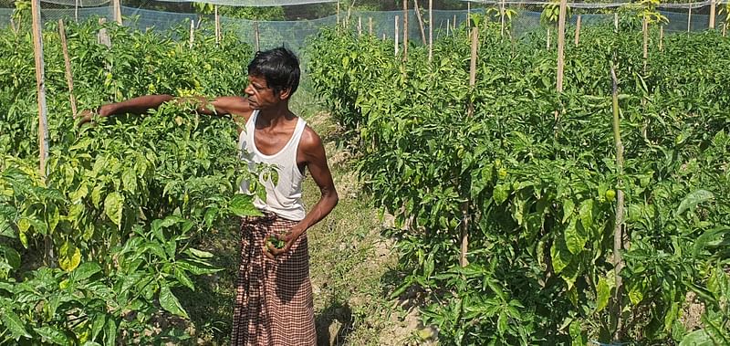 সুনীলের চাষ করা এই জাতকে স্থানীয়ভাবে ঘৃতকুমারী মরিচ বলে। দারুণ সুগন্ধি হওয়ায় এই মরিচের চাহিদাও খুব বেশি। ছবিটি সম্প্রতি তোলা