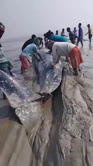 নোয়াখালীর হাতিয়ার চর আতাউরের পলিতে আটকে পড়া বিশাল আকৃতির তিমিকে টেনে নদীতে নিয়ে যাচ্ছেন জেলেরা