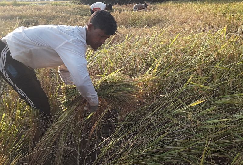 পাকা ধান কাটছেন কৃষকেরা। বুধবার বিকেলে মৌলভীবাজার সদর উপজেলার শিমুলতলা এলাকায়