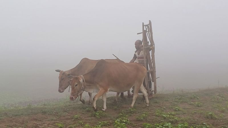 ঘন কুয়াশা উপেক্ষা করে গরু আর লাঙল-জোয়াল নিয়ে জমিতে হালচাষ করতে যাচ্ছেন এক কৃষক। আজ শুক্রবার সকাল সাড়ে ৮টার দিকে পঞ্চগড় পৌরসভার তুলার ডাঙ্গা এলাকায়