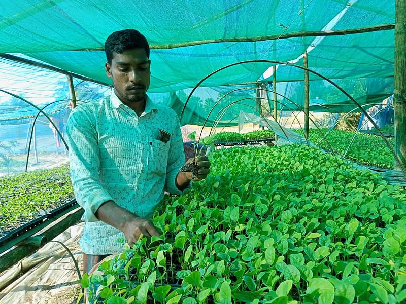 চারা পরিচর্যায় ব্যস্ত ফারুক হোসেন। গতকাল বৃহস্পতিবার রংপুরের পীরগঞ্জ উপজেলার চতরা ইউনিয়নের আগাচতরা গ্রামে