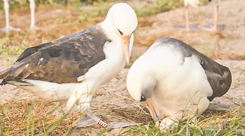 পায়ে আংটি বাঁধা উইজডম ও তার সঙ্গী পালা করে ডিমে তা দিচ্ছে