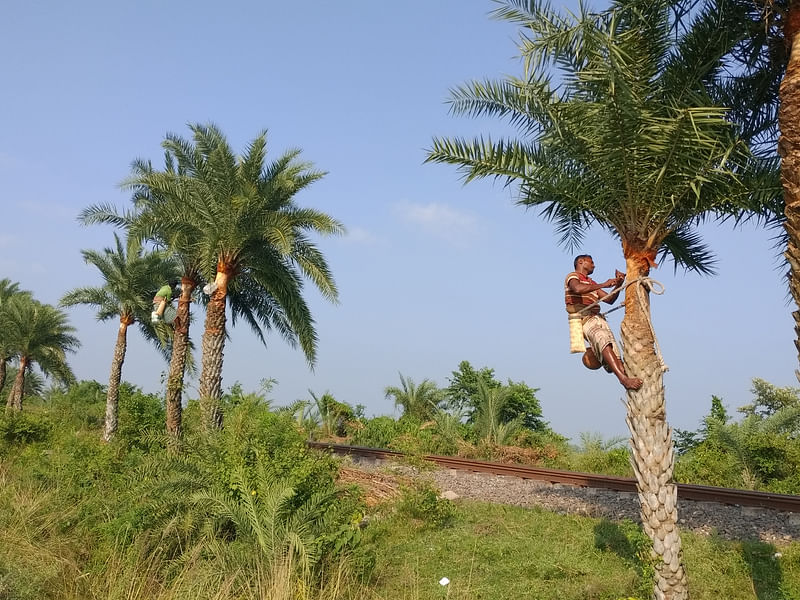 রস সংগ্রহের জন্য খেজুর গাছে নলি তৈরির কাজে ব্যস্ত গাছি। শুক্রবার নওগাঁর রানীনগর উপজেলার জিয়ানীবাজার এলাকায়