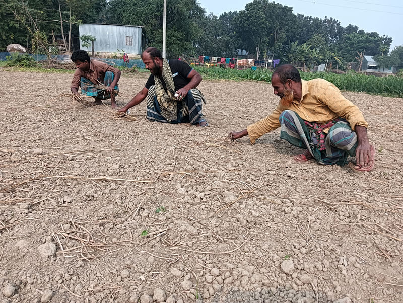 বিএডিসির প্রণোদনার পেঁয়াজের বীজ বপনের তিন সপ্তাহ পরও না গজানোয় ক্ষতিগ্রস্ত রাজবাড়ীর কৃষকেরা। ক্ষতিগ্রস্ত তিন কৃষক চারা না গজানো খেত দেখাচ্ছেন