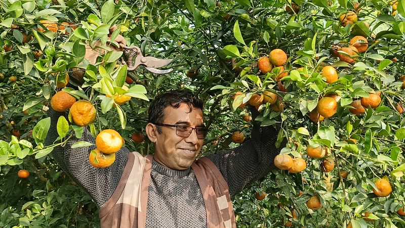 বাগান করার চার বছর পর কমলার ভালো ফলন পেয়ে উচ্ছ্বসিত নজরুল ইসলাম। সম্প্রতি টাঙ্গাইলের সখীপুর পৌরসভার ৫ নম্বর ওয়ার্ডের গড়গোবিন্দপুর গ্রামের মুসল্লীচালা এলাকায়