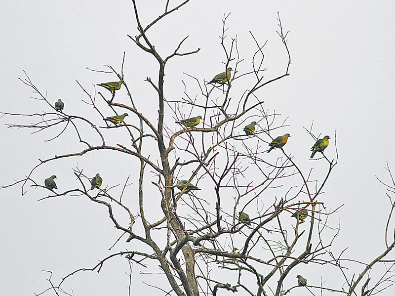 কমলাবুক হরিয়াল, সুন্দরবন থেকে