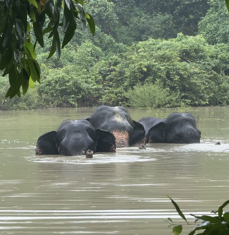 চট্টগ্রামের কেইপিজেড এলাকায় আটকে পড়া হাতির পাল