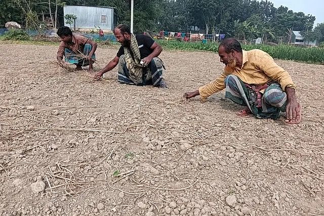 বিএডিসির প্রণোদনার পেঁয়াজের বীজ বপনের তিন সপ্তাহ পরও না গজানোয় ক্ষতিগ্রস্ত রাজবাড়ীর কৃষকেরা।