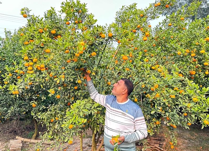 যশোরের শার্শা উপজেলার পানবুড়ি এলাকায় মো. অহিদুজ্জামানের রামরঙ্গন কমলার বাগান