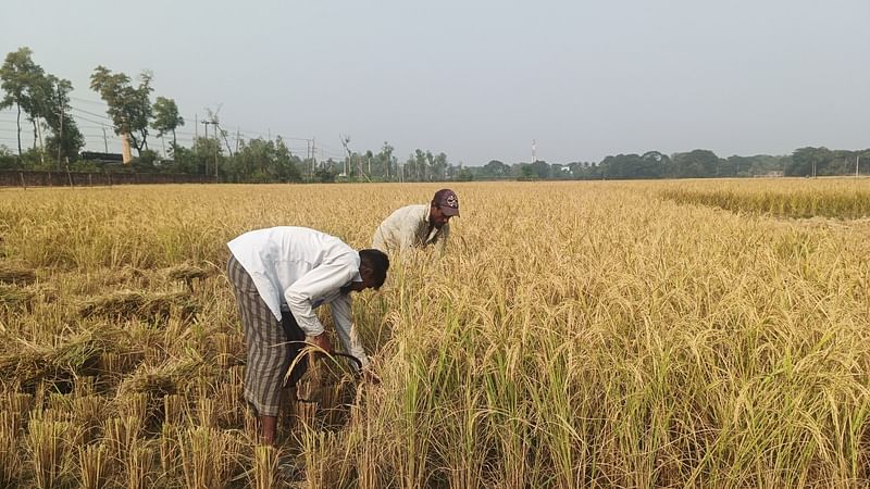 খেত থেকে আমন ধান কাটায় ব্যস্ত চাষি। গত মঙ্গলবার দুপুরে চট্টগ্রামের সাতকানিয়া উপজেলার দক্ষিণ কালিয়াইশ এলাকায়