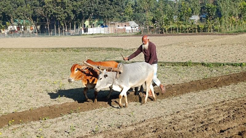 মৃদু শৈত্যপ্রবাহ বইলেও সকাল থেকে ঝলমলে রোদ। খেতের কাজে নেমেছেন শ্রমজীবী মানুষ। আজ বুধবার সকাল সাড়ে ৮টায় পঞ্চগড় পৌরসভার তুলারডাঙ্গা এলাকায়