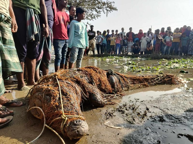 কুষ্টিয়ায় পদ্মা নদীতে বিশাল আকৃতির কুমির ধরা পড়ে জেলেদের জালে। ডাঙায় তুলে আনা হলে শত শত মানুষ দেখতে ভিড় করেন। মঙ্গলবার দুপুরে জেলার মিরপুর উপজেলার চাড়ুলিয়া এলাকায়