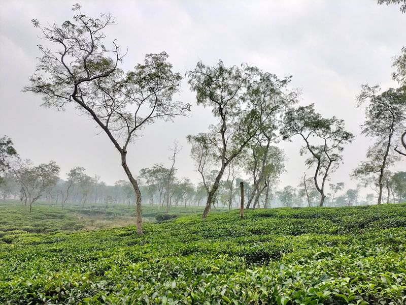 তাপমাত্রা কমে যাওয়ায় শ্রীমঙ্গল শহরের তুলনায় চা–বাগানগুলোতে বেশি শীত অনুভূত হচ্ছে। আজ সকালের ছবি