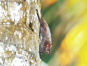 ঝুলি বাদুড়। সম্প্রতি সুন্দরবন থেকে তোলা