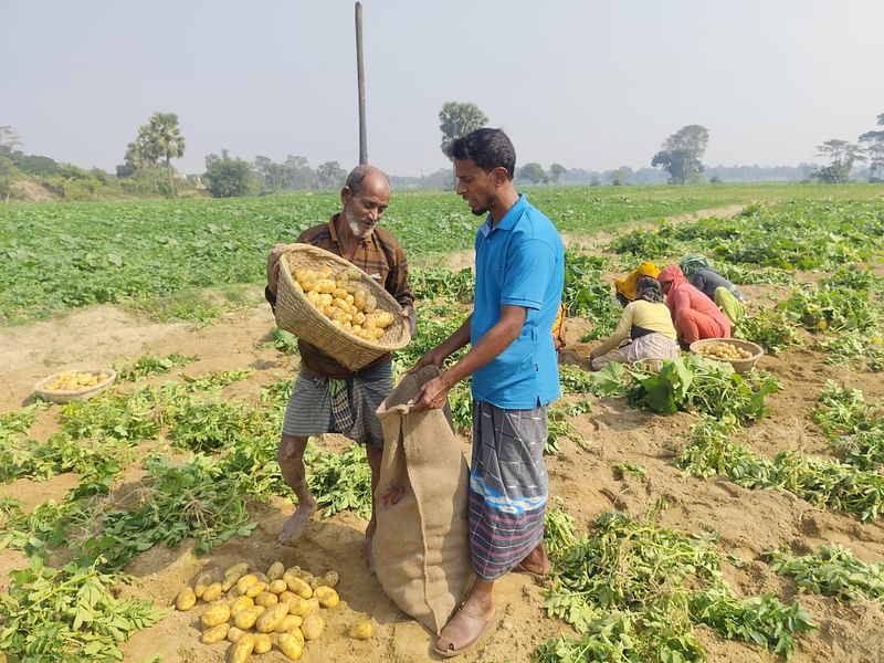 কুমিল্লার গোমতী নদীর চরে বুড়িচং উপজেলার ভান্তির চরে এবার আলুর ভালো ফলন হয়েছে। সোমবার দুপুরে