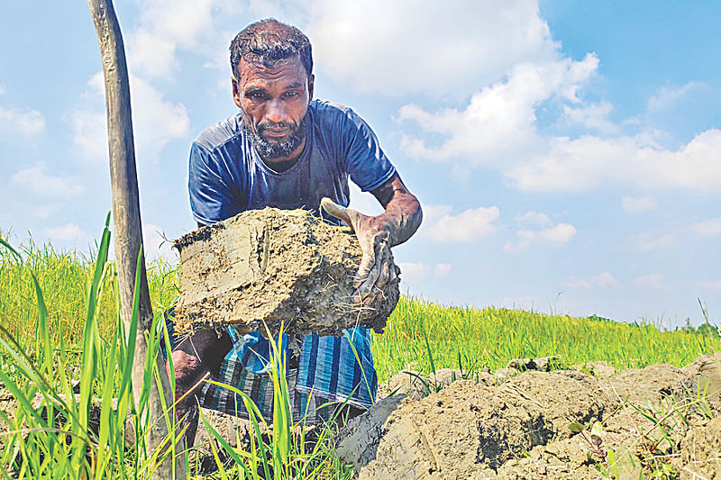 বীজ বোনার জন্য মাটি প্রস্তুত করছেন সন্দ্বীপের বাউরিয়া ইউনিয়নের এক কৃষক