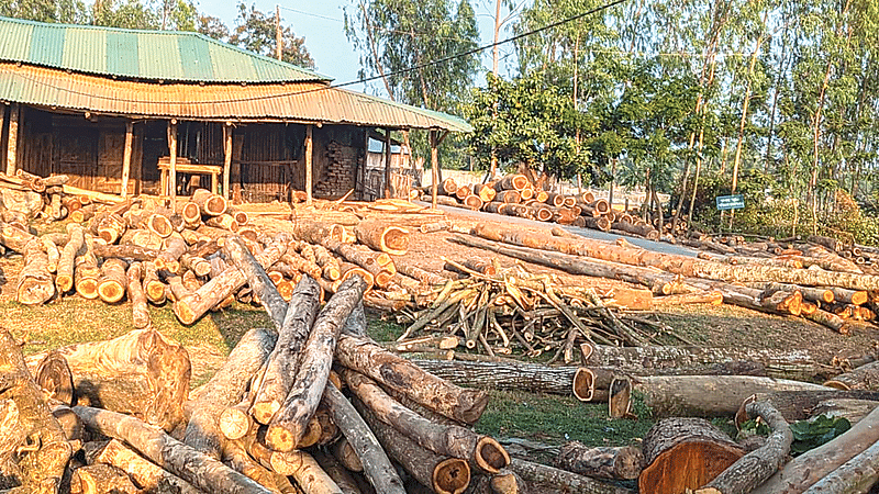 কক্সবাজারের পেকুয়া বাজার এলাকায় একটি করাতকলে চেরাইয়ের জন্য রাখা গাছ। গত সোমবার বেলা তিনটায়