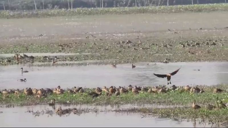 নোয়াখালী বিজ্ঞান ও প্রযুক্তি বিশ্ববিদ্যালয়ের জলাভূমিতে আসা পরীযায়ী পাখি। গতকাল বিকেলে তোলা