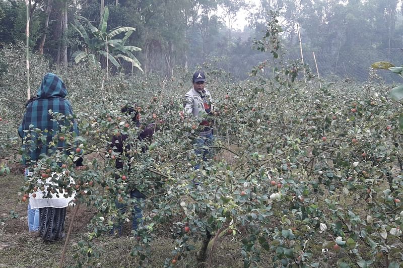 পাকা বরই উত্তোলন করা হচ্ছে। গত বুধবার সকালে মৌলভীবাজার সদর উপজেলার বাউরভাগে