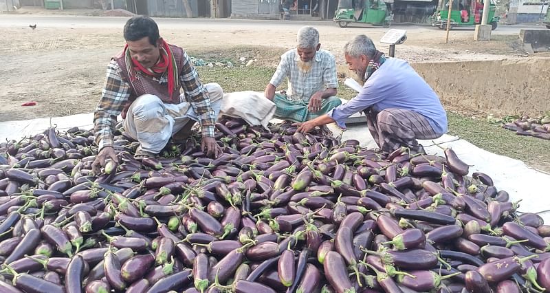 বেগুনের অন্যতম পাইকারি বাজার জামালপুরের মেলান্দহ উপজেলার শিমুলতলী। বাজারে কেউ বেগুন বিক্রি করছেন। আবার কেউ পাইকারি কিনে বিক্রির জন্য নিয়ে যাচ্ছেন। গতকাল শনিবার বিকেলে তোলা।