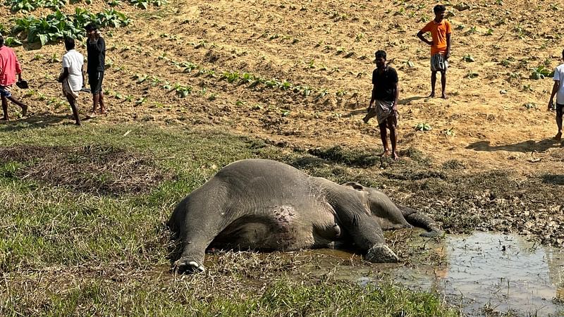 বিদ্যুৎস্পৃষ্ট হয়ে মরা যাওয়া গর্ভবর্তী মা হাতি। আজ দুপুরে কক্সবাজারের চকরিয়া উপজেলার ফাঁসিয়াখালীর সীমান্তবর্তী লামা উপজেলার ফাঁসিয়াখালী ইউনিয়নের কুমারীর বিচাইন্নারছড়া এলাকায়