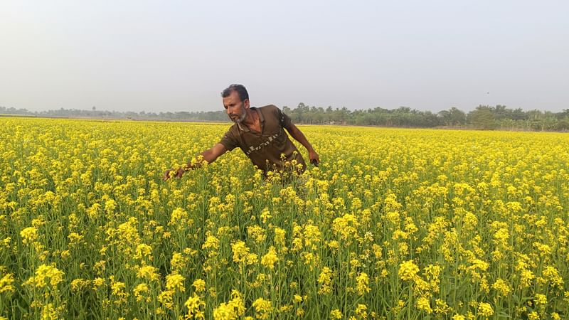 বিল জুড়ে চোখজুড়ানো শর্ষে ফুলের হাসি। বুধবার সকালে খুলনার কয়রা উপজেলার কাটমারচর গ্রামে