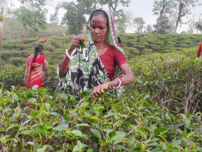 মৌলভীবাজারের জুড়ী উপজেলার আতিয়াবাগ চা-বাগানে শ্রমিক ধর্মঘট প্রত্যাহার ও বাগান খুলে দেওয়ায় আবার কাজ শুরু হয়েছে