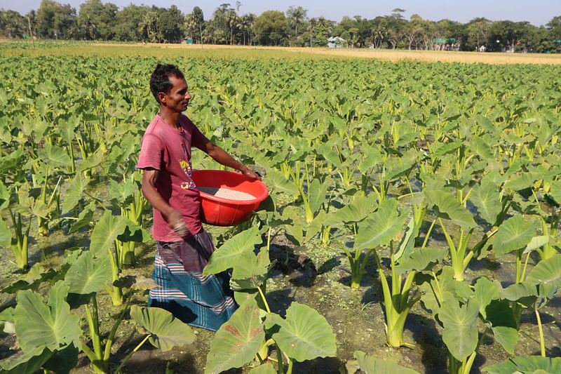 কুমিল্লার বরুড়ায় মূলত দুই জাতের কচুর চাষ বেশি হয়, লতিরাজ ও বারি পানিকচু-৩। লতিকচু থেকে শুধু লতি সংগ্রহ করা হয়। আর পানিকচু থেকে দুটোই সংগ্রহ করা হয়