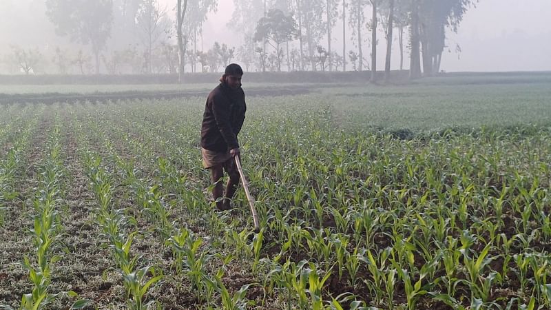 শীত উপেক্ষা করে ভুট্টাখেতে নিড়ানি দিচ্ছেন এক কৃষক। আজ শুক্রবার সকাল ৮টায় পঞ্চগড় সদর উপজেলার ডাঙ্গাপাড়া এলাকায়