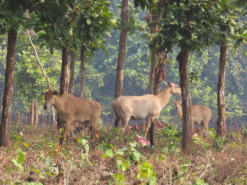 গাজীপুর সাফারি পার্কে সম্প্রতি নীলগাইয়ের দুটি শাবকের জন্ম হয়েছে। মায়ের সঙ্গে ঘুরে বেড়াচ্ছে শাবকটি। গত বুধবার দুপুরে তোলা