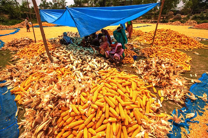 Despite bumper harvest, no fair price for maize farmers