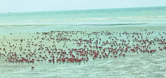 With no tourists to disturb them during the lock down, red crabs scuttle happily around the Kuakata beach