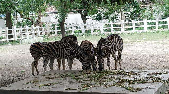 National Zoo to reopen after nearly seven months