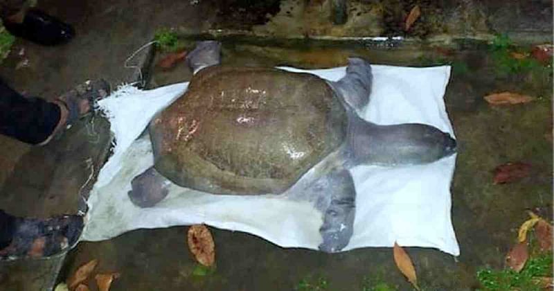 A huge tortoise rescued in Thakurgaon