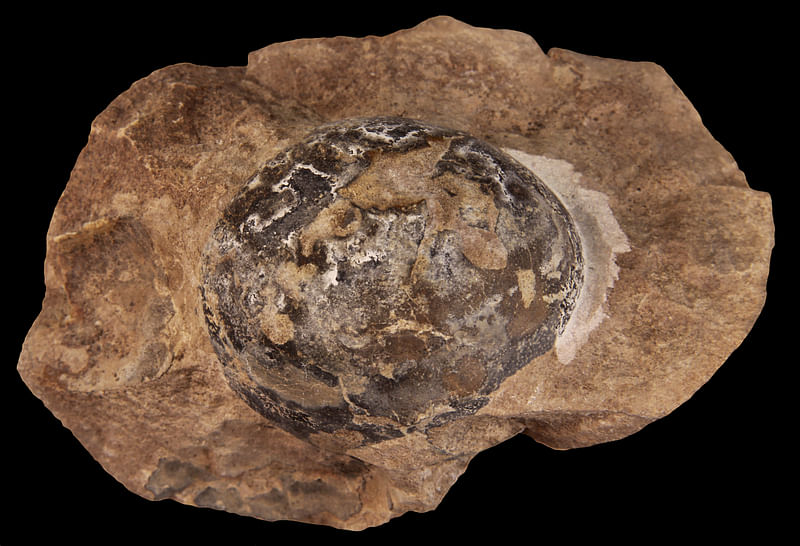 A fossilised egg laid by Mussaurus, a long-necked, plant-eating dinosaur that grew to 20 feet in length and lived in what is now Argentina is seen in image released 17 June 2020.