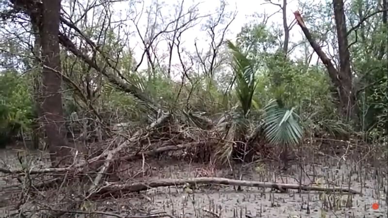Damaged mangrove forest Sundarbans in Bangladesh due to the cylone