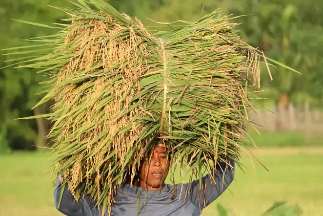 An indigenous woman carries harvested boro rice at Thhakurchhora, Khagrachhari on 13 June 2020.