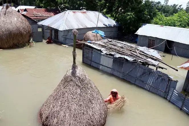 A woman collects hay for cattle from a stack submerged in the floods at Kadamtali, Panchgachhi, Kurigram on 15 July 2020.