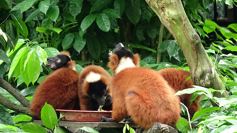 Red Ruffed lemur twins, born in February, are seen at the Singapore Zoo, in Singapore, June, 2020.