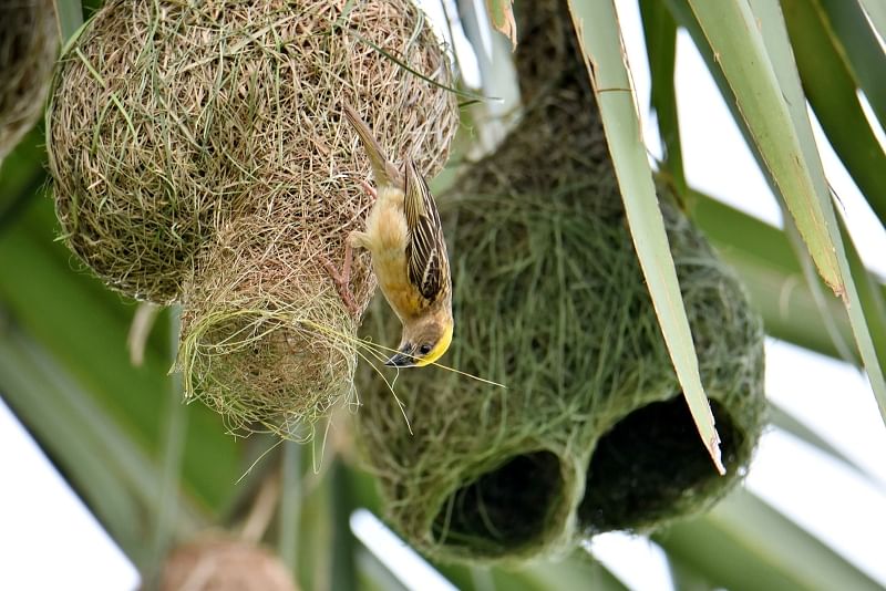 A weaver weaves a nest with grass at Dapunia, Pabna on 29 August 2020.