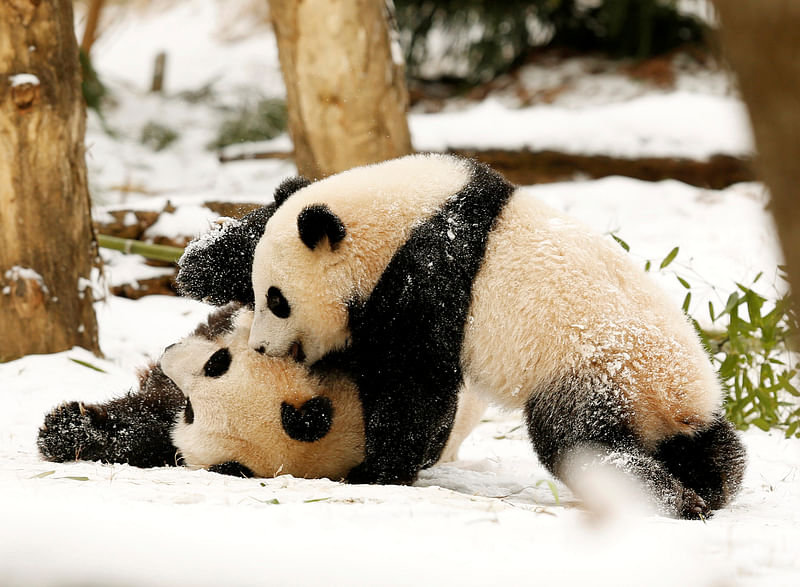 Giant Panda mom Mei Xiang (L) and her cub Bao Bao (R) wrestle in the snow at the Smithsonian National Zoo in Washington on 27 January 2015