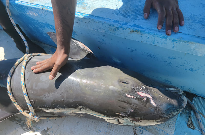 A dead dolphin is seen on a boat as it is brought to the marine fish farm of Mahebourg, Mauritius, 28 August 2020.