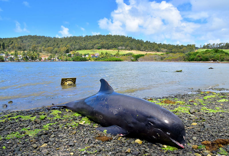 A carcass of a dolphin washed up on shore at the Grand Sable, Mauritius on 26 August 2020