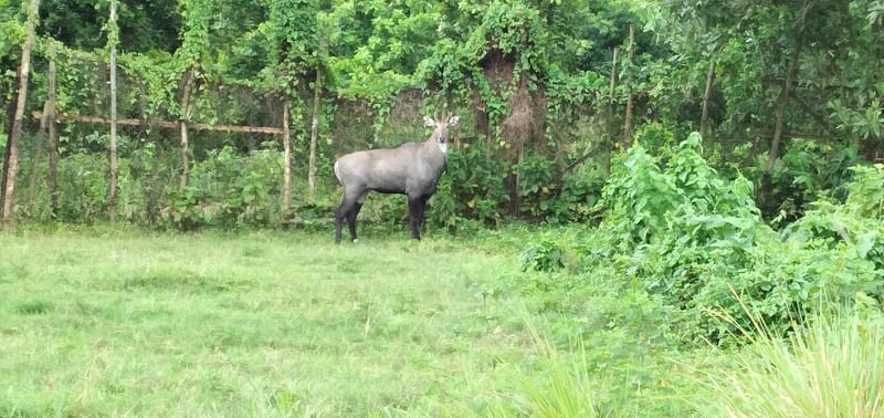 Male nilgai released at Bangabandhu Sheikh Mujib Safari Park, Sreepur, Gazipur